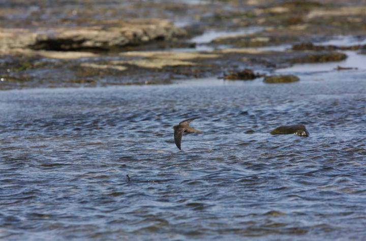 Common swift