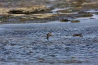 Common swift