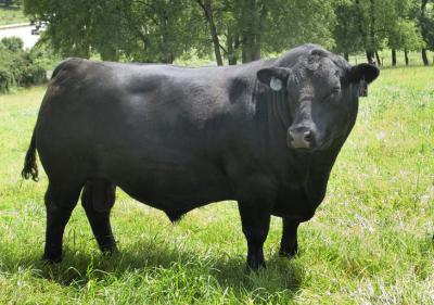 Bull Sideview