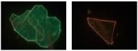 Two perovskite flakes with different photoluminescent colors