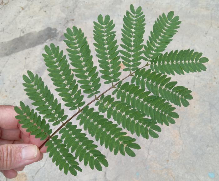 Serianthes nelsonii tree leaf