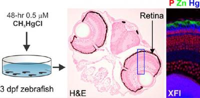 A Cross-Section of a Zebrafish