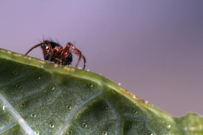 <i>Crassignatha danaugirangensis</i>