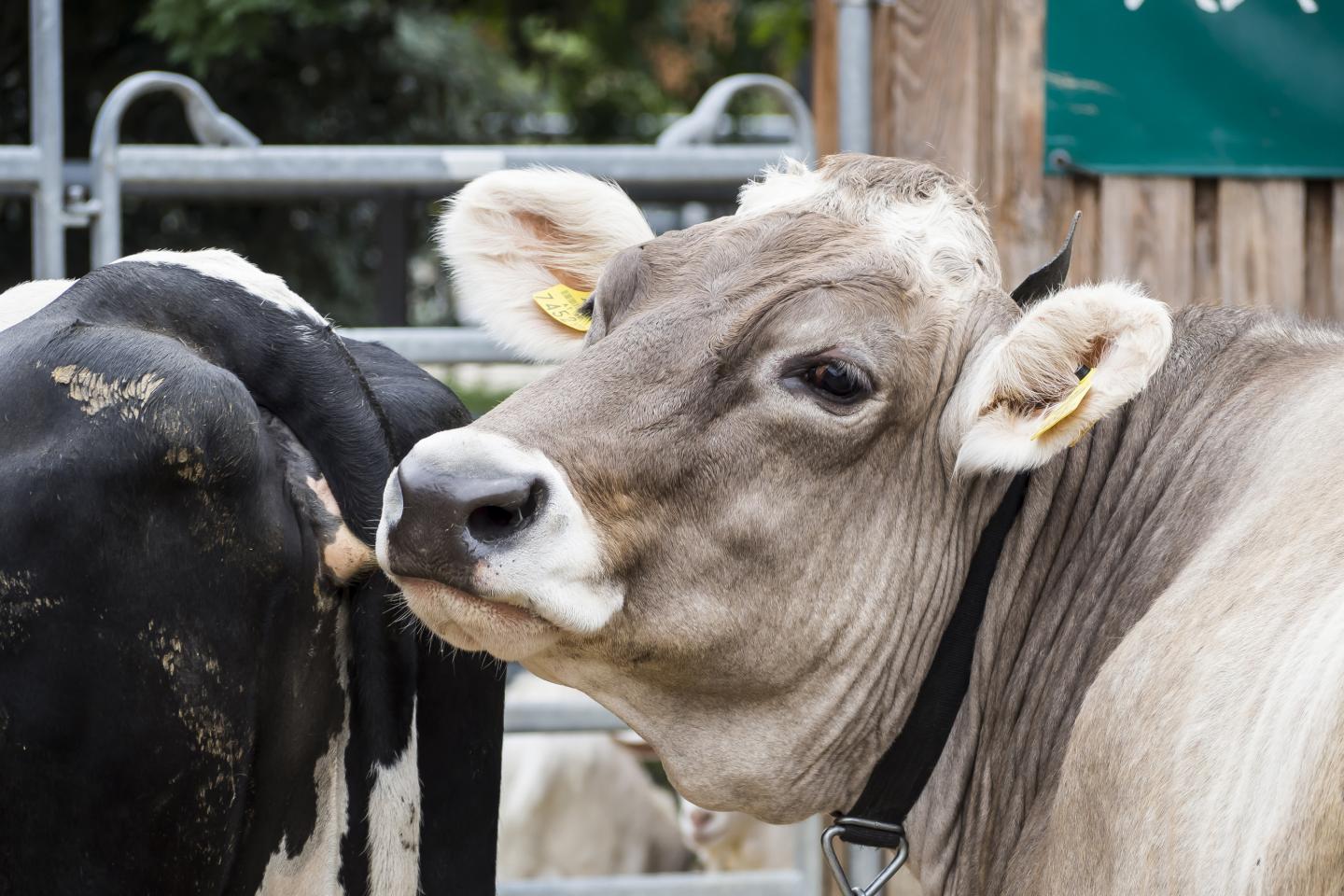 Dairy Cow