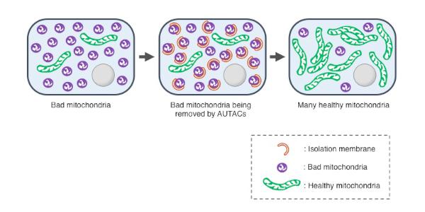 The Molecule that Can AUTAC Bad Proteins