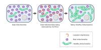 The Molecule that Can AUTAC Bad Proteins
