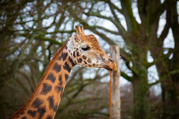 Giraffe
