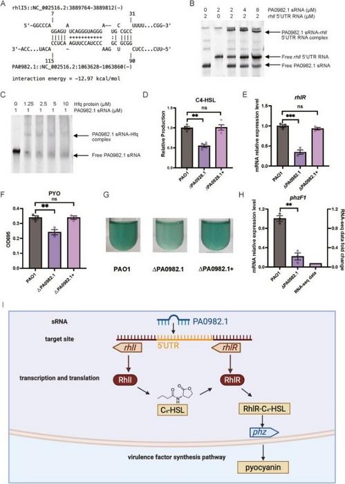 Molecular and functional validation of PA0982.1 regulation of the rhl QS system in P. aeruginosa.