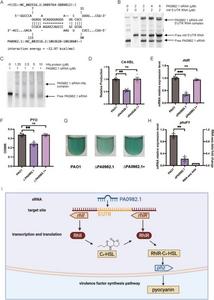 Molecular and functional validation of PA0982.1 regulation of the rhl QS system in P. aeruginosa.