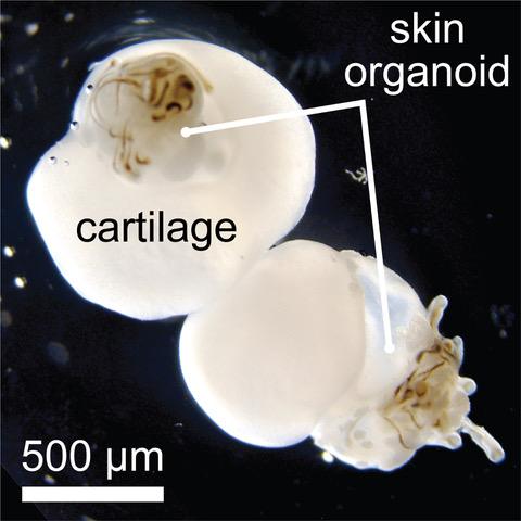 Hair-Baring Human Skin Generated from Pluripotent Stem Cells