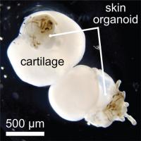 Hair-Baring Human Skin Generated from Pluripotent Stem Cells