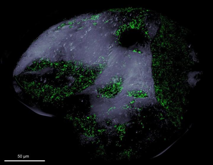View of a Sand Grain under a Fluorescence Microscope