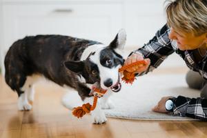 Dog playing