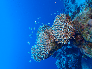 Corals may look healthy, but coastal urbanization is destroying their delicate biorhythm