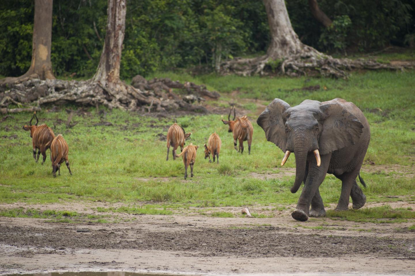 African Forest Elephant