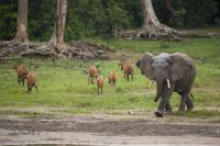 African Forest Elephant