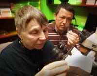 Cell Death from Cytomegalovirus May Bring New Life to Treatment of Retinal Disease (2 of 2)