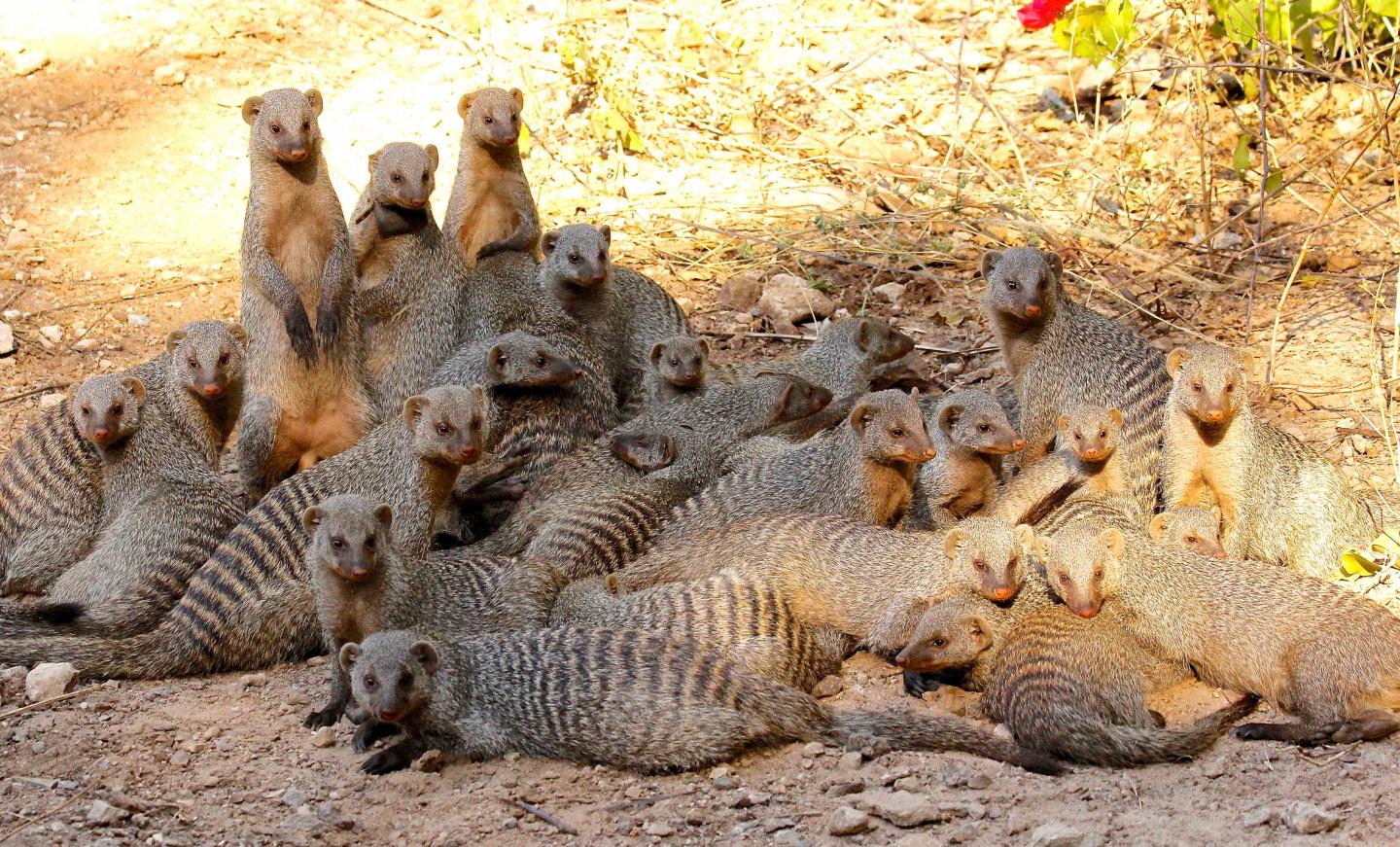 Mongoose