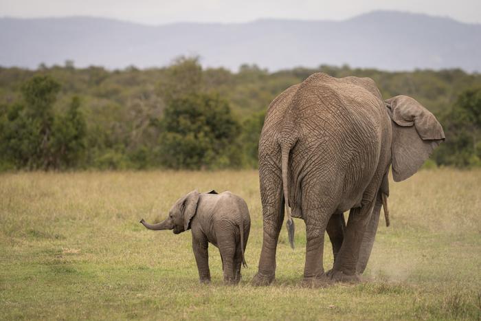 Female African elephant with calf in Kenya