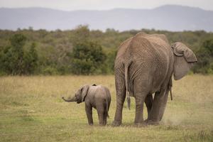 Female African elephant with calf in Kenya