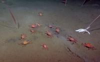 Tanner Crabs (2 of 2)