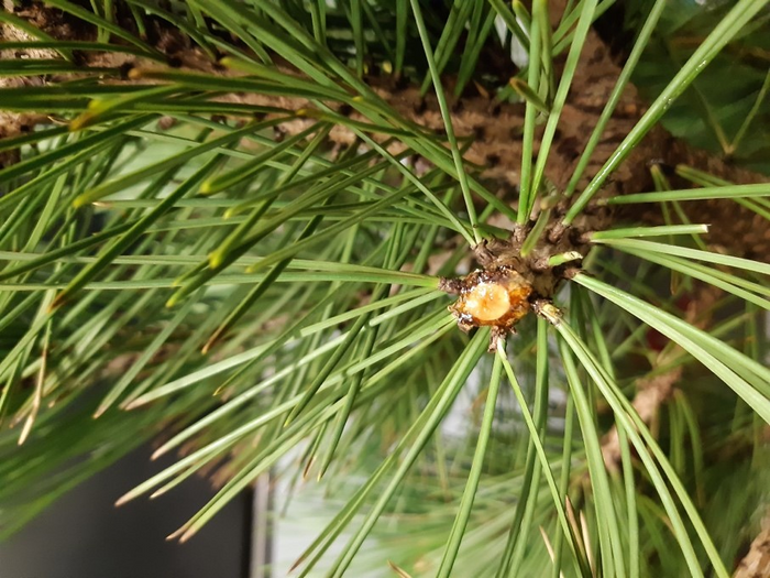 damaged conifer