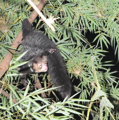 Endangered Lemurs' Complete Genomes are Sequenced and Analyzed for Conservation Efforts (3 of 3)
