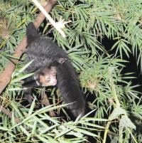 Endangered Lemurs' Complete Genomes are Sequenced and Analyzed for Conservation Efforts (3 of 3)