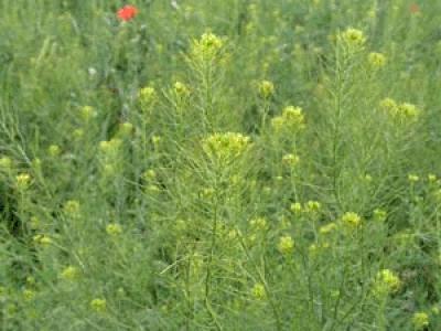 Flixweed