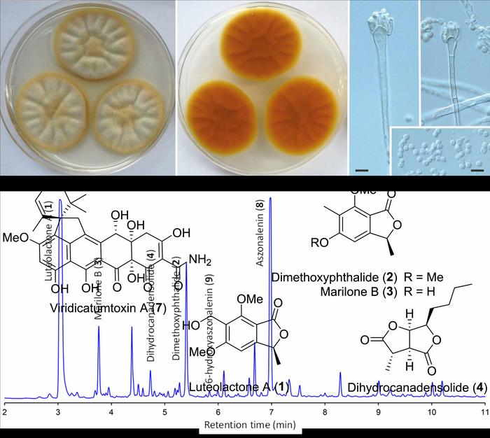 Morphology and secondary metabolites of Aspergillus luteorubrus.