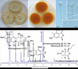 Morphology and secondary metabolites of Aspergillus luteorubrus.