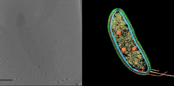 Filling a Gap in 3D Images of Molecules within a Cell
