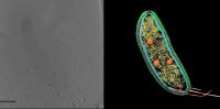Filling a Gap in 3D Images of Molecules within a Cell