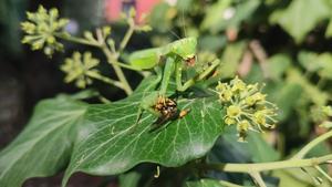 Hierodula patellifera predation on pollinators (wasp and honeybee)