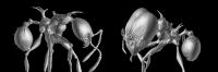 New 'Game of Thrones' Ants