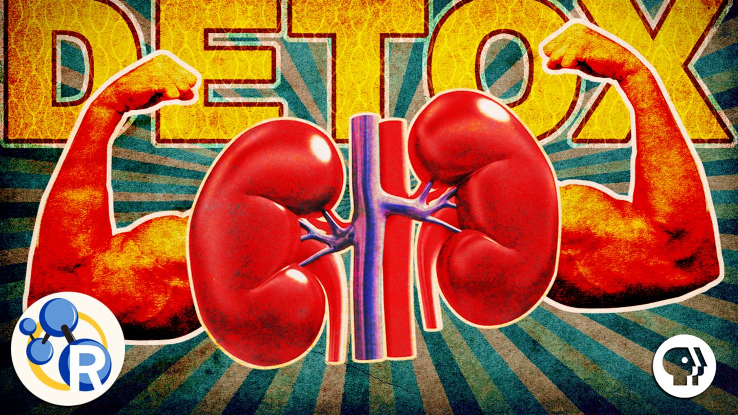 The only detox you'll ever need (video) | EurekAlert!