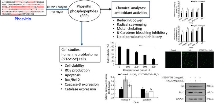 The antioxidant and protective effects of phosvitin phosphopeptides in human neuroblastoma.
