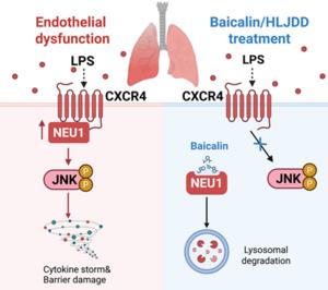 SCHEMATIC DIAGRAM OF THE MECHANISM OF ACTION OF NEU1 AND THE INTERVENTION OF BAICALIN.