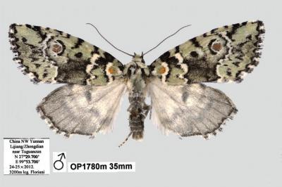 <i>Stenoloba solaris</i> (1 of 2)