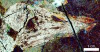 Confuciusornis Imaged with LSF