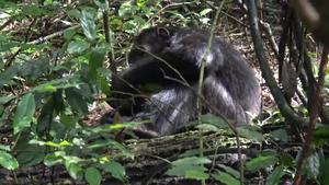 A young chimpanzee cares for a wound on his knee