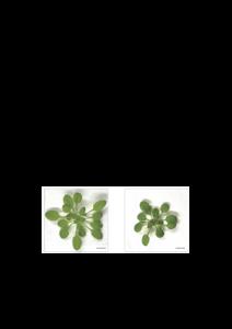 Arabidopsis leaves