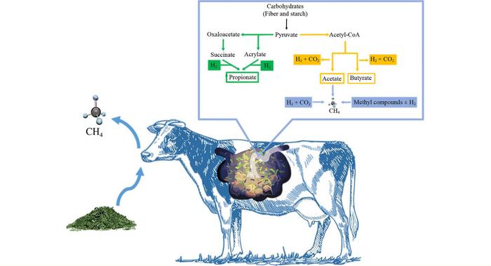 graphical abstract