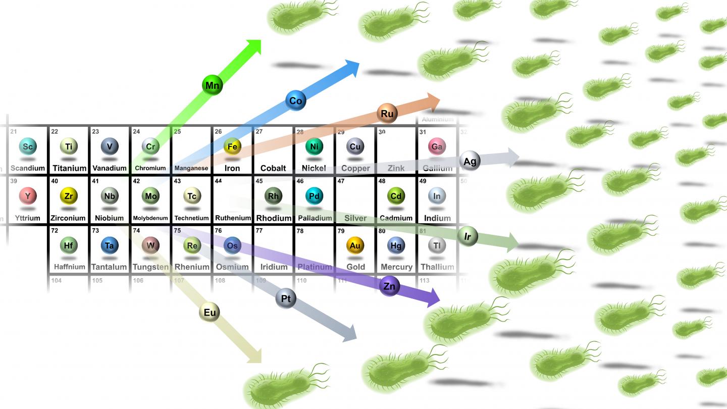 Metals Could Be the Link to New Antibiotics