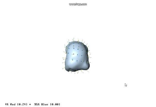 Distal View of 3D Shape Changes in Forefoot Bones Related to Bipedalism