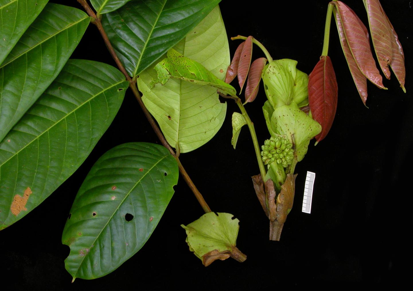Inga Spiralis