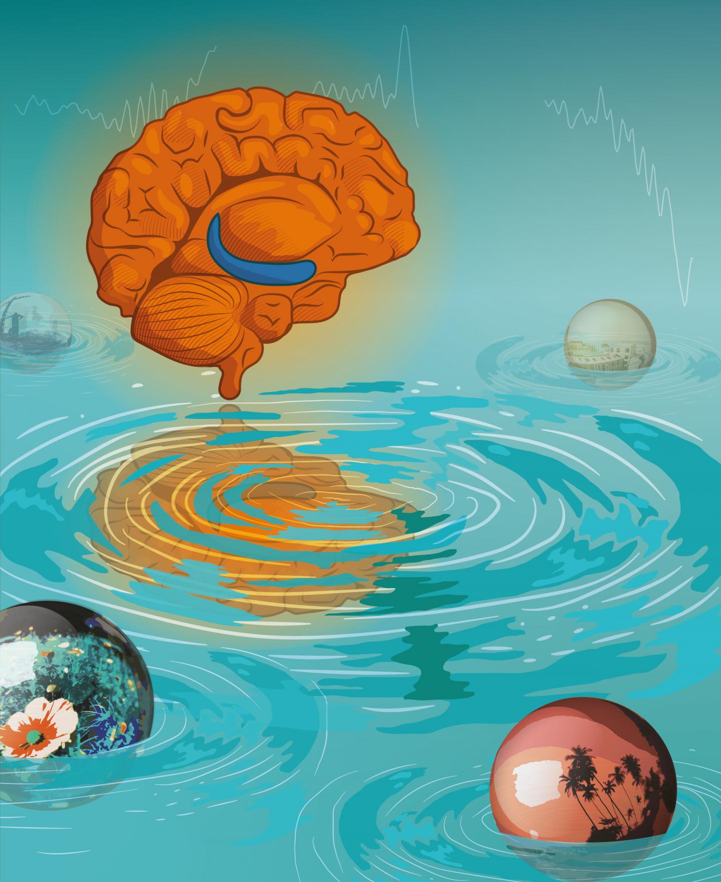 Hippocampal Ripples Linked to Human Visual Recollection (3 of 5)