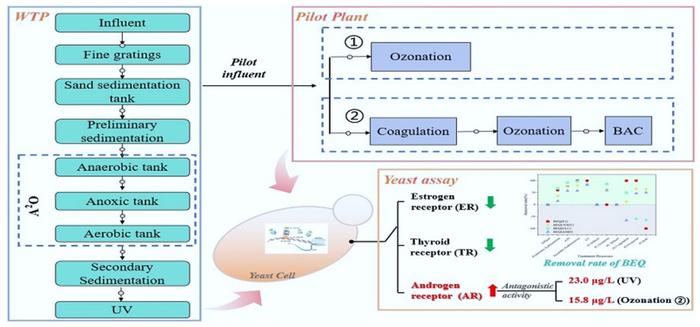 Integrated effect-based analysis of endocrine disruption risks in advanced wastewater treatment: elevated hazards from ozonation and ultraviolet processes