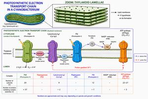 The photosynthetic electron transport chain and the assembly of protein complexes in the thylakoids of cyanobacteria