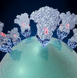 Neutralizing antibodies interacting with SARS-CoV-2 spike proteins